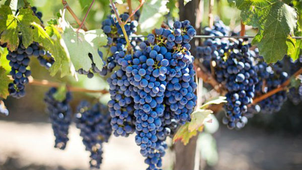 বন্ধ আঙুর রপ্তানি