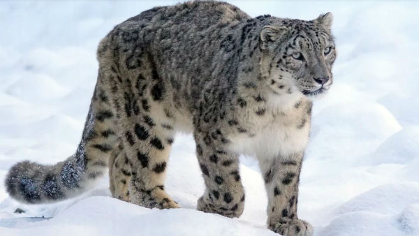 বাঘিনী তার শিশুদের নিয়ে খেলছে জঙ্গলে বাঘিনী তার শিশুদের নিয়ে খেলছে জঙ্গলে