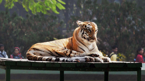 চার বছরের বাঘ কোরনা আক্রান্ত