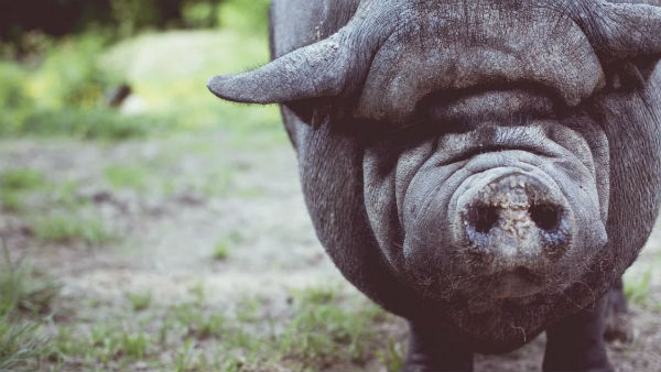 আক্রান্ত বহু শূকর