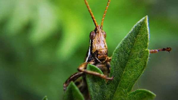 কৃষকদের প্রশিক্ষণ কৃষকদের প্রশিক্ষণ