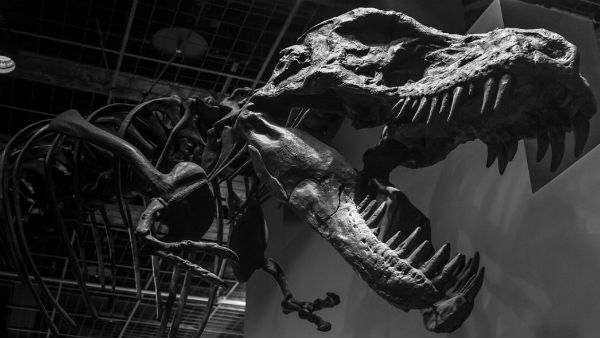 অস্ট্রেলিয়ায় খোঁজ মিলল দাঁতহীন ডাইনোসরের অস্ট্রেলিয়ায় খোঁজ মিলল দাঁতহীন ডাইনোসরের