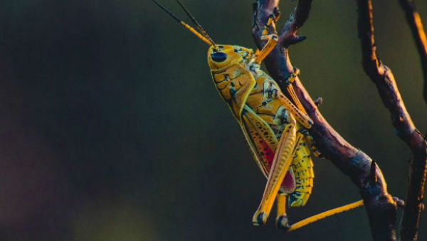 পাকিস্তান থেকে ভারতে প্রবেশ এই পতঙ্গের