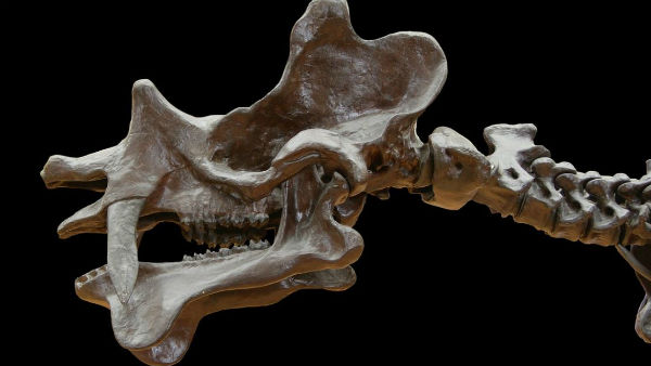 কেমন দেখতে ছিল এই ডাইনোসর ? কেমন দেখতে ছিল এই ডাইনোসর ?