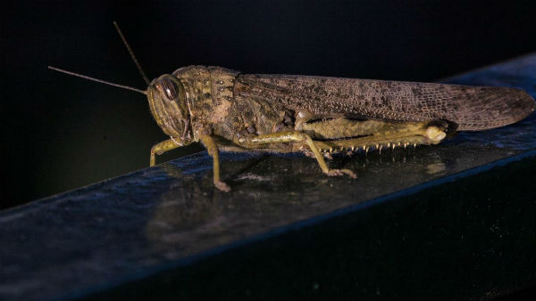 ঝাঁসিতে আগাম সতর্কতা জারি ঝাঁসিতে আগাম সতর্কতা জারি