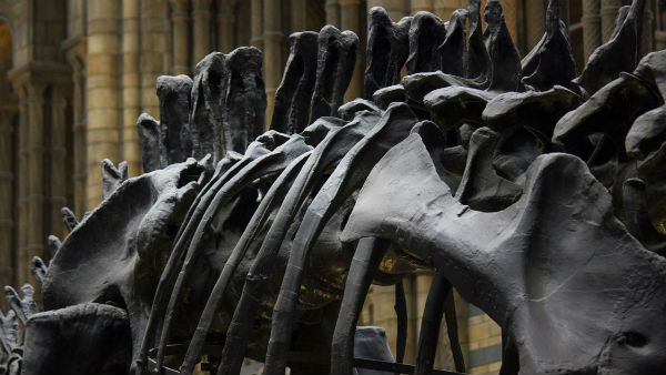 ডাইনোসর বিলুপ্তির কারণ ডাইনোসর বিলুপ্তির কারণ