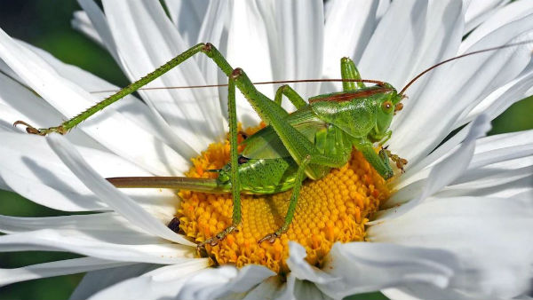 আকারে ছোট পঙ্গপাল আকারে ছোট পঙ্গপাল