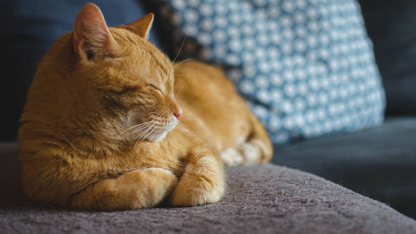 বিড়ালে বিপদ