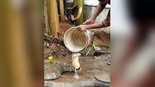 গরমের হাত থেকে মুক্তি দিতে কিং কোবরাকে স্নান করাচ্ছেন এক ব্যক্তি, অবাক নেটিজেনরা গরমের হাত থেকে মুক্তি দিতে কিং কোবরাকে স্নান করাচ্ছেন এক ব্যক্তি, অবাক নেটিজেনরা