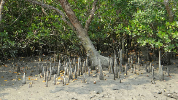 সুন্দরবনই আম্ফানের মুখে দাঁড়িয়ে সুন্দরবনই আম্ফানের মুখে দাঁড়িয়ে