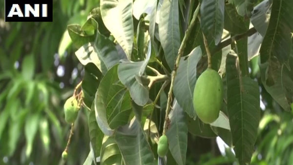এবার বাজারে 'ডক্টর ম্যাঙ্গো'
