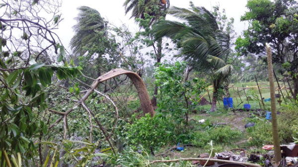 নষ্ট হয়েছে বোরো ধান