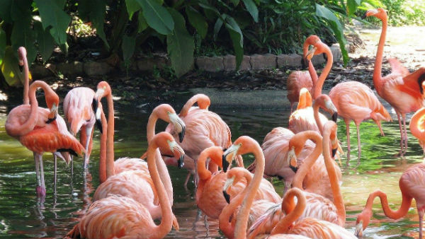 ফ্লেমিংগোর আনাগোনা বেড়েছে