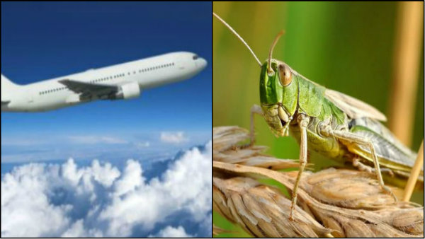 বিমান চালকের দৃশ্যমানতায় বাধা সৃষ্টি করতে পারে পঙ্গপালের ঝাঁক
