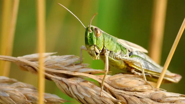 এপ্রিলের দ্বিতীয় সপ্তাহে পঙ্গপাল ভারতে ঢোকে এপ্রিলের দ্বিতীয় সপ্তাহে পঙ্গপাল ভারতে ঢোকে