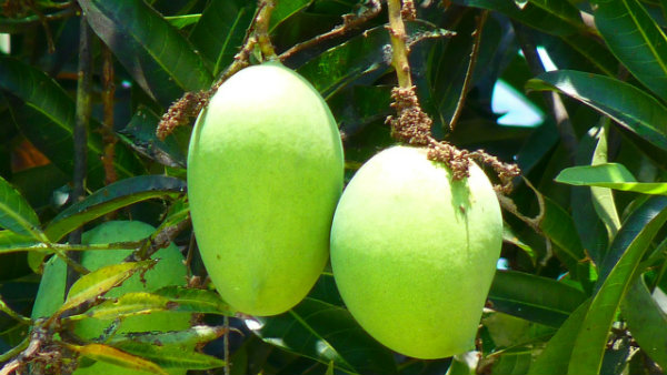 নতুন নামে আম ফলিয়ে তাক লাগালেন ম্যাঙ্গো ম্যান নতুন নামে আম ফলিয়ে তাক লাগালেন ম্যাঙ্গো ম্যান