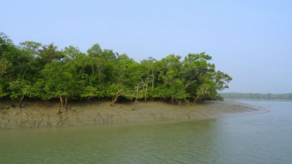 আম্ফানের ঝাপটায় বিবর্ণ ‘সুন্দরী’রা