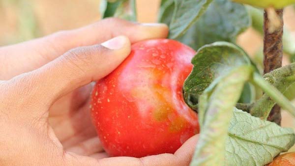 তিরঙ্গা ভাইরাসের হানা মহারাষ্ট্রে তিরঙ্গা ভাইরাসের হানা মহারাষ্ট্রে