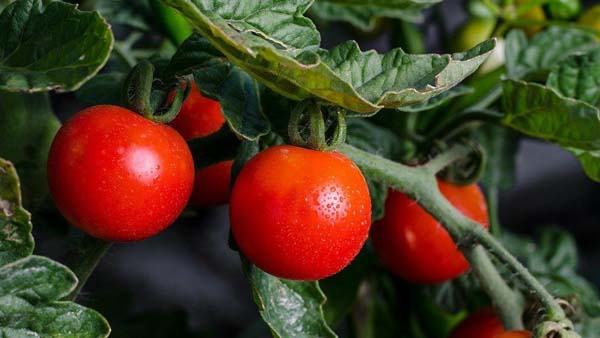 কীভাবে ফসল নষ্ট করছে এই ভাইরাস কীভাবে ফসল নষ্ট করছে এই ভাইরাস