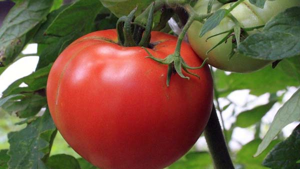 করোনা সংক্রমণ মহারাষ্ট্রে করোনা সংক্রমণ মহারাষ্ট্রে