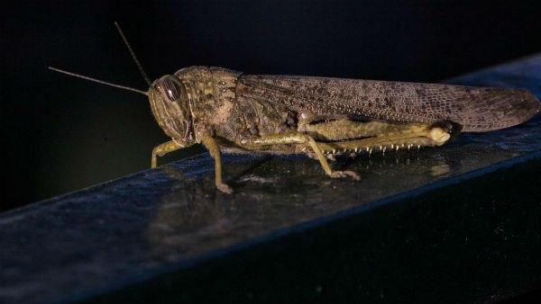 পঙ্গপাল ঠেকাতে উত্তরপ্রদেশের উদ্যোগ