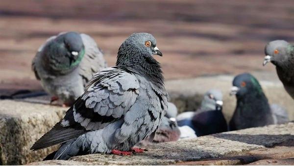 'কোডেড বার্তা' বহন করছিল পায়রাটি 'কোডেড বার্তা' বহন করছিল পায়রাটি