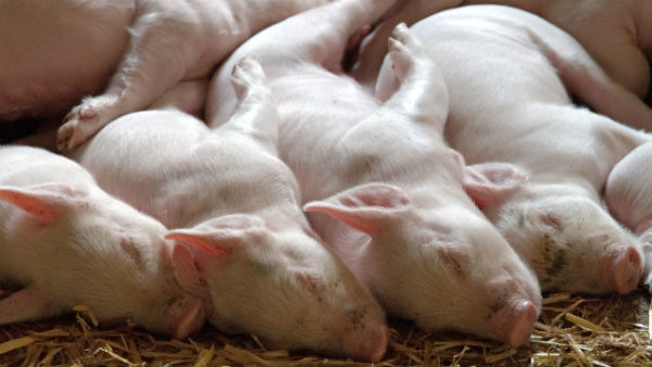 কাজিরাঙা উদ্যানের শূকরদের সুরক্ষা দেওয়া হয়েছে