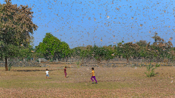 পঙ্গপালের হামলায় বিপর্যস্ত ভারত