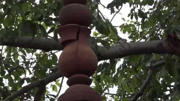  প্রবল ক্ষতি তাজে