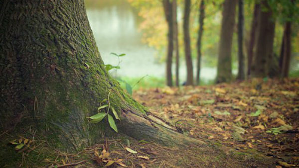  গাছের মরে যাওয়া
