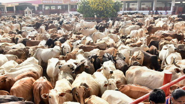 গো রক্ষা বিষয়ক দু’‌টি আইন সংশোধন করা হতে পারে