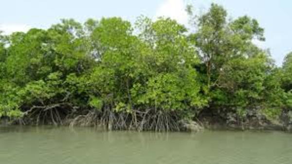 বোট চালক ও হোটেল মালিকদের প্রতি নির্দেশিকা বোট চালক ও হোটেল মালিকদের প্রতি নির্দেশিকা