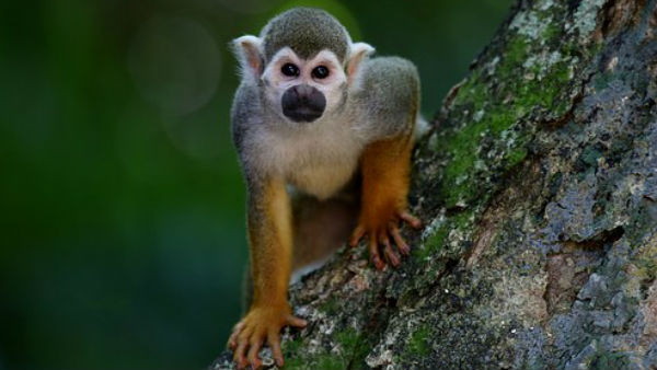  অন্য বাঁদরদের ভয় দেখাতে এই কাণ্ড