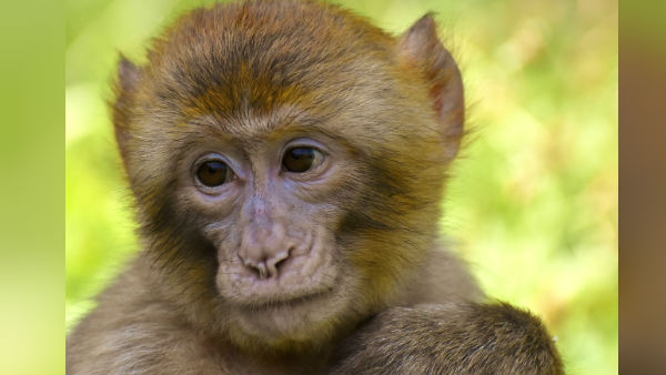 বাঁদরের ঝুলন্ত দেহ উদ্ধার