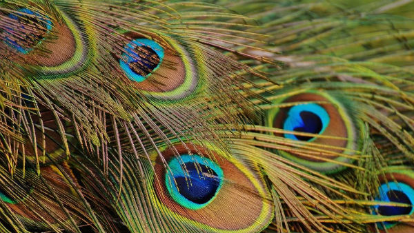  দাম্পত্য কলহ দূর করে