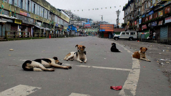 কুকুরের মাংস খাওয়ার বিরুদ্ধে সরব নেটিজেনরা 