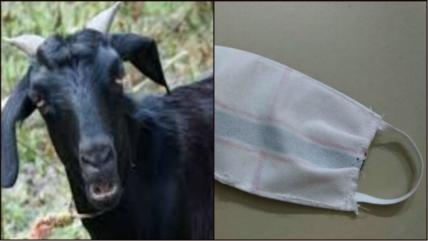 ছাগলদের সোয়াবের নমুনা সংগ্রহ