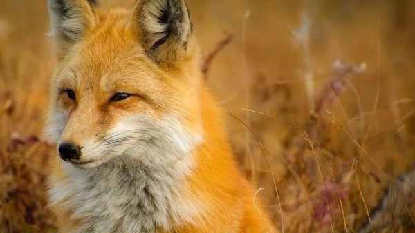 শহরে হানা দিচ্ছে বন্য জন্তু শহরে হানা দিচ্ছে বন্য জন্তু