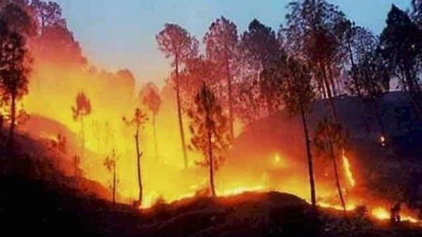 অগাস্টে অ্যাঞ্জেলস জাতীয় বনাঞ্চলে আগুন লেগেছিল