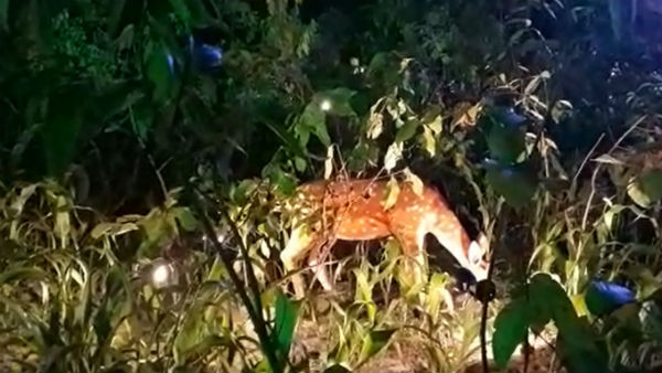 করোনা মোকাবিলায় প্রথম সারির যোদ্ধাদের সন্মানিত করল ইসলামপুরের পুজো 