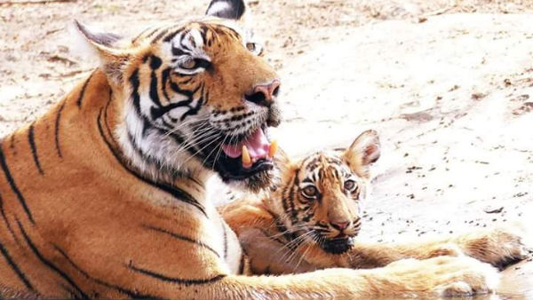 খুলল চিড়িয়াখানা খুলল চিড়িয়াখানা