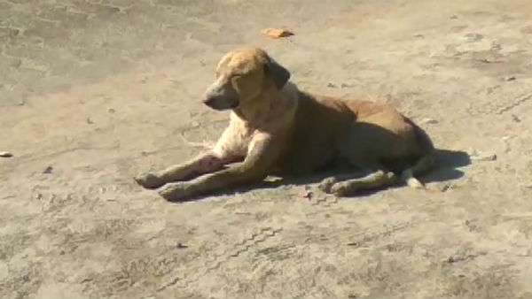 ল্যাব্রাডারের সাধের অনুষ্ঠান