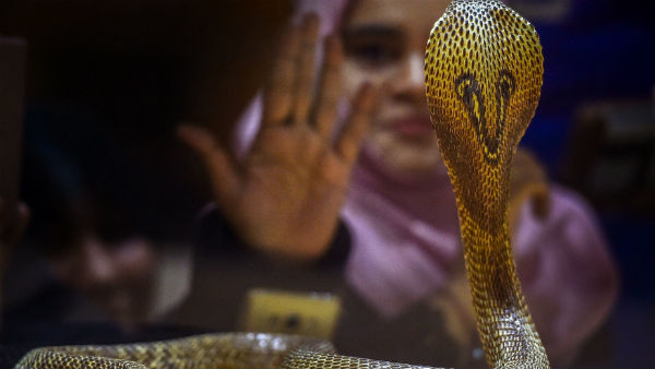  সাপকে কামড়