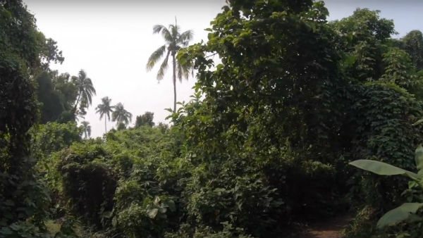 ইতিহাস ইতিহাস