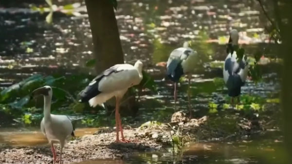 কোথায় থাকবেন
