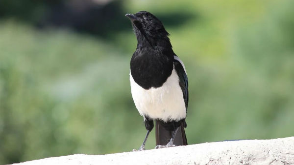 হিমালয়ে শীতের সময় পরিযায়ী পাখিদের ভিড় হিমালয়ে শীতের সময় পরিযায়ী পাখিদের ভিড়