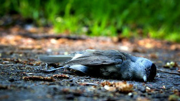  হিমাচলে মারা গিয়েছে পরিযায়ী পাখি