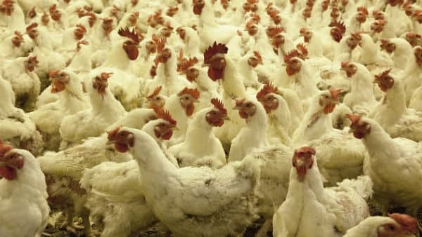 নিজের ফার্মে মুরগী চাষ ধোনির নিজের ফার্মে মুরগী চাষ ধোনির