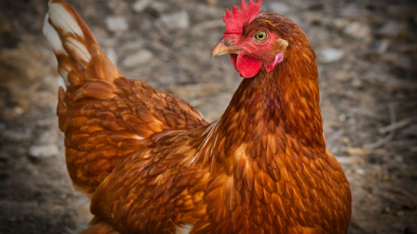 বার্ড ফ্লু কী বার্ড ফ্লু কী