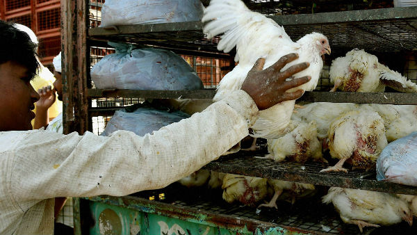 বার্ড ফ্লুয়ের জেরে মধ্যপ্রদেশে ১৫দিন বন্ধ থাকবে ডিম–মাংসের দোকান বার্ড ফ্লুয়ের জেরে মধ্যপ্রদেশে ১৫দিন বন্ধ থাকবে ডিম–মাংসের দোকান